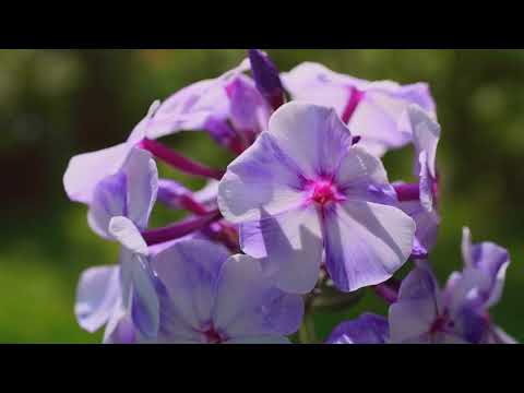 Peaceful music for relaxed listening, meditation, stress relief. Lilac Day. Нежная музыка для души.