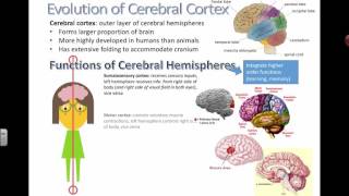 Cerebral Cortex and Functions (IB Biology)