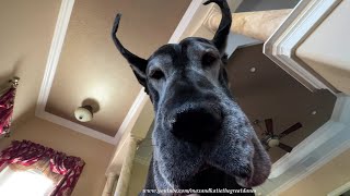 Funny Great Danes Love Mom's Morning Yoga Stretching Floor Exercises
