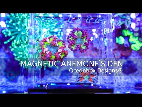 Magnetic Anemone's Den / Shroom Box
