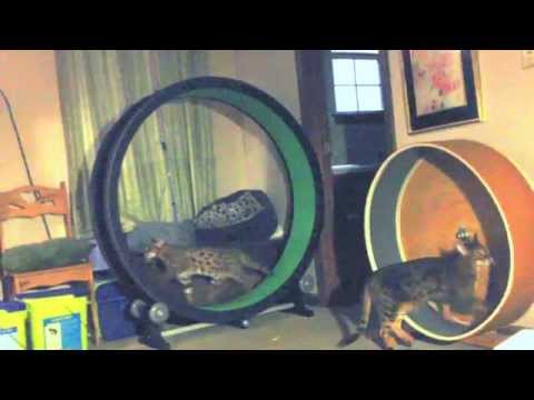 Dueling Cat Wheel Stroll