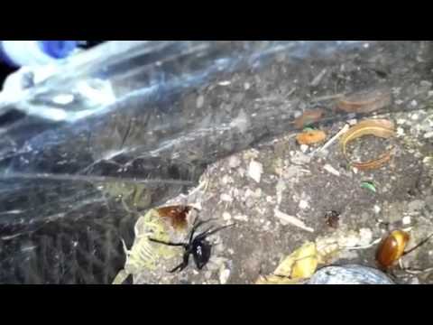 Scropion vs black widow