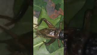 Download lagu JANGKRIK SAWAH mp3