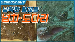 한국인이 사랑하는 맛있는 납작 형제!!  '광어'와 '도다리' #광어  #광어회 #도다리