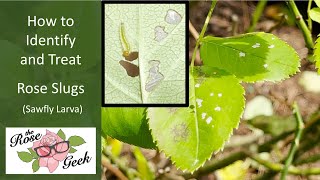 🌹 Rose Slugs - What’s Eating your Rose Leaves? Identify & Organically Treat Rose Slugs/Sawfly Larva