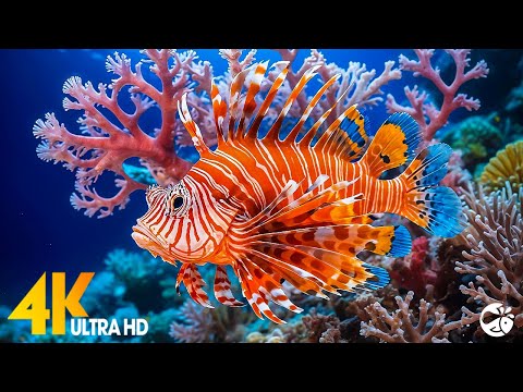 The Best 4K Aquarium for Relaxation 🐠 Relaxing Oceanscapes - Relaxing Sleep Meditation Music #2