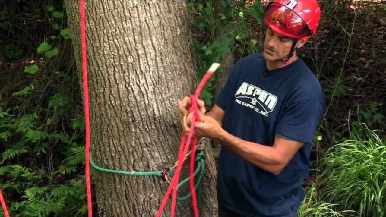 Tree Climbing and Rigging How to Climg & Rig a Tree STIHL USA