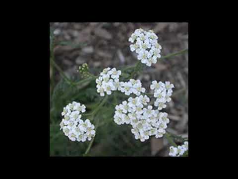 Achillea millefolium