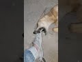 Dog Bite Dog Bite Force Dog Bites Own Leg Dog Bite Training Dog Bite Sound Dog Bite Sound Effect