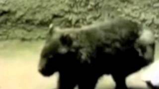 Sesame Street - Itchy the Wombat (two voiceovers)