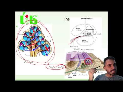 Sensorial Audição e equilíbrio