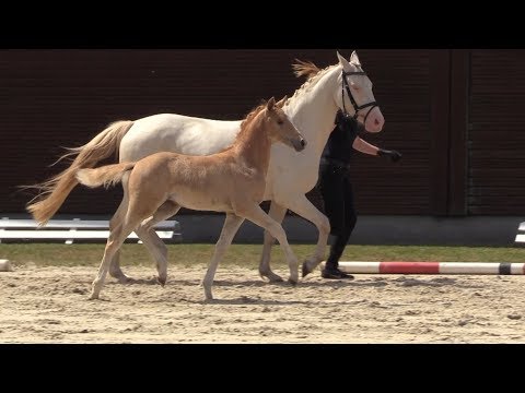 Auktionsfohlen Nr 30 SF v. Grand Royale – Calvin Klein