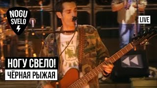 Ногу Свело! - Чёрная рыжая (Live). Концерт \
