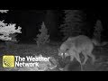 Awesome footage of wolverine and wolf fighting over dinner in National Park