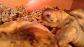 preview picture of video 'Tortoise eating Pellets :)'