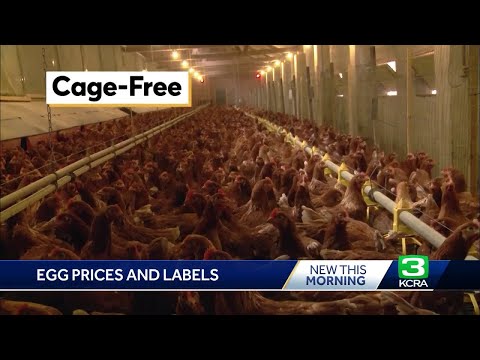 Explaining egg prices and what different labels mean