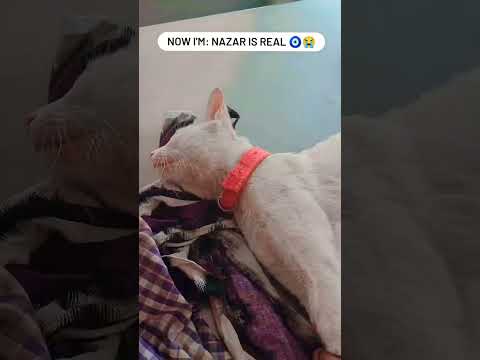 Nazar is real 😭😭😭😭   #cat #missyou #catloss #youtube #pets #petlovers #catshorts #whitecat #cats