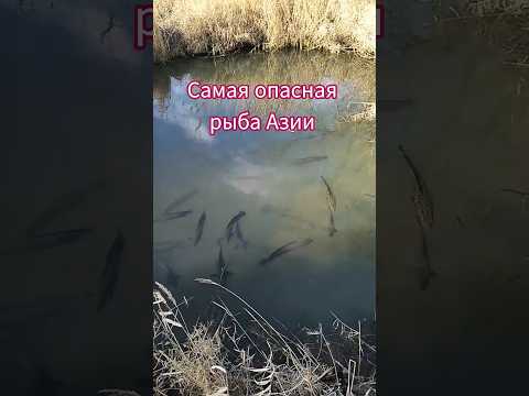 Самая опасная рыба в Казахстане!