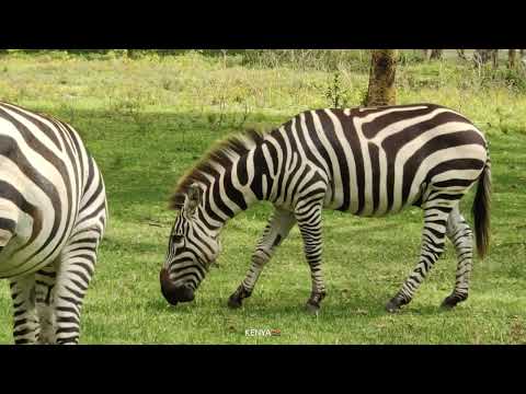 Punda Milia  the Zebra  The Tale of an Unusual Hero  Free Documentary Nature