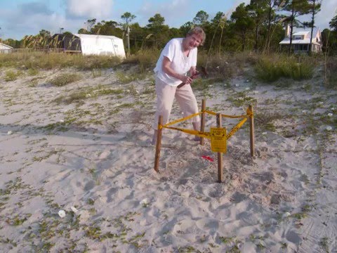 Mary Lee & the sea turtle