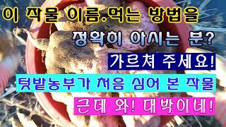 [텃밭농부 1,749]  이 작물의 정확한 이름을 아시는 분. 알려 주세요 텃밭농부가  처음 심어 본 작물.…