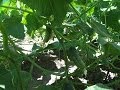 Выращивание огурцов и помидоров на маленьком огороде 