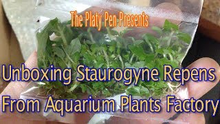 Staurogyne Repens Unboxing From Aquarium Plants Factory