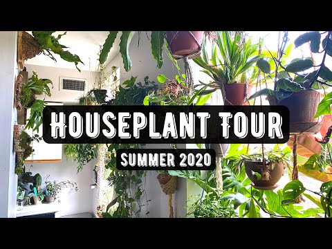 Houseplant Tour (350+ Plants) | Summer 2020