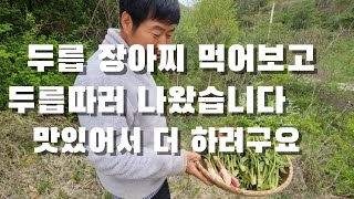 두릅 장아찌 맛있다는걸 이제야 알다니. 두릅따러 가야지. 참두릅. 땅두릅.