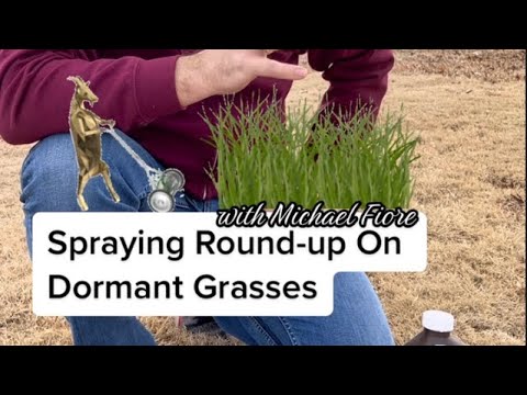 Spraying Round-Up on Dormant Grasses