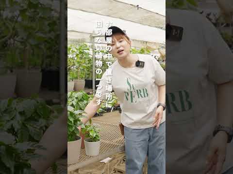 コーヒーかすに耐えられない植物はどれですか?またその理由は何ですか?  庭園