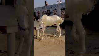 Download lagu Beautiful Sindhi breed Horse wahit #rewalrace #horse #horseracing #horselover mp3 Download lagu Beautiful Sindhi breed Horse wahit #rewalrace #horse #horseracing #horselover mp3
