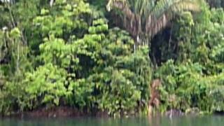 preview picture of video 'No monkeys in sight - Gatun Lake, Panama'