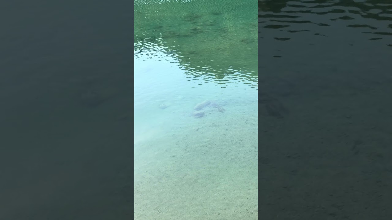 烏來舊野溪溫泉#shorts