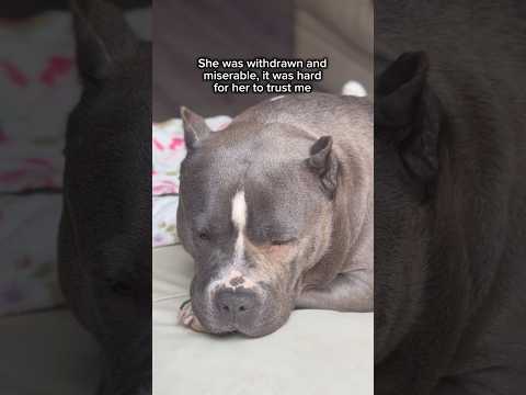 3 weeks of Hera 🤍 #americanbully #lifeisbutadream #dogs #pitbull #puppy #rescue