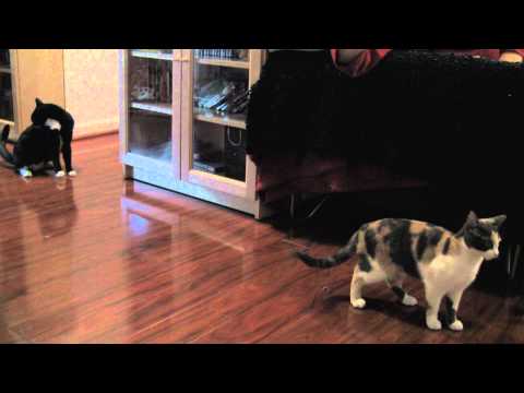 Even More Kittens and Da Bird!