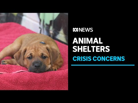 Dog and cat refuges to be severely stretched by COVID fallout when WA finally reopens | ABC News