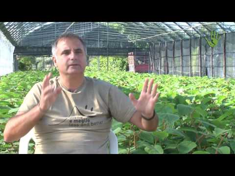 The SOS Rosarno Campaign: Small Producers Unite for Integration - Io Faccio Così #150