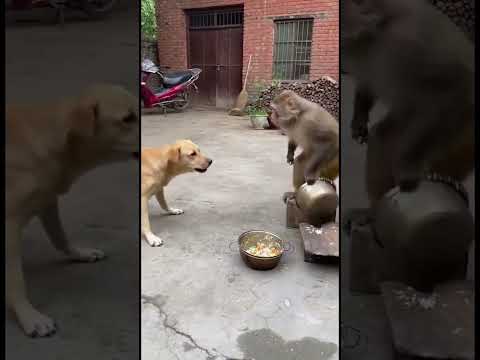 Này thì náo, dám giành ăn với anh #trendingshorts  #funny  #dog  #dogs  #pets  #monkey