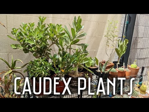 My Caudiciform Plants | Adenium, Pachypodium, Bursera, Cyphostemma, Pseudobombax, Dorstenia