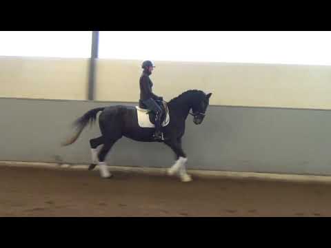 Hof Brüning - Django Unchained von Dante Weltino - Royal Diamond 2014