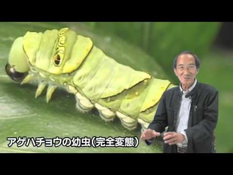 海野和男の新昆虫教室13　昆虫の一生　完全変態と不完全変態