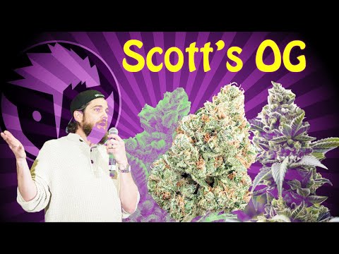 Scott's OG | Strain Review #raredankness