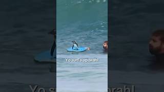 Penguin jumps on surfer’s board