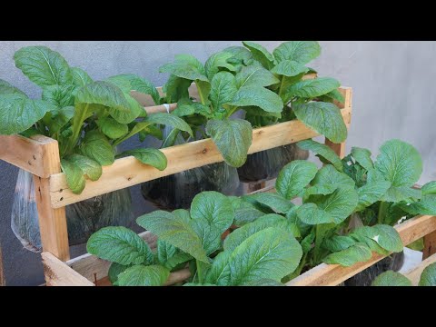 How to grow vegetables in hanging plastic bags to save space grow vegetables at home