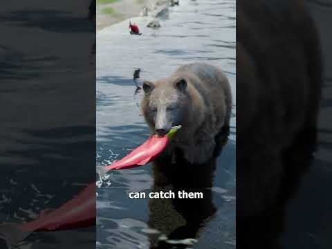 Why Grizzly Bears Only Eat Parts Of Salmon 🤔