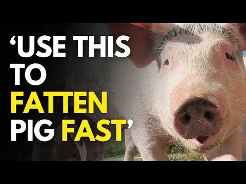 The best pig booster to fatten your pig Fast