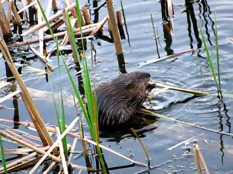 A Muskrat at El Pond in Melrose, Massachusetts  05/02/2011