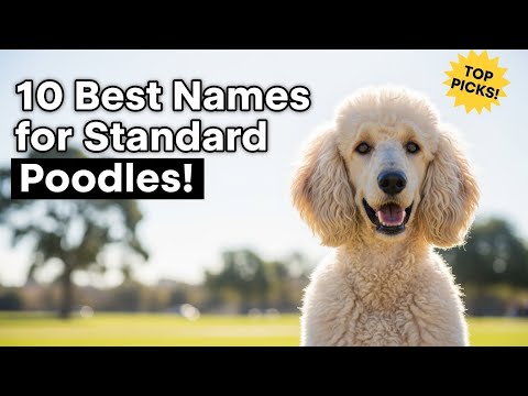 Top 10 Perfect Names for Your Elegant Standard Poodle! 🐾