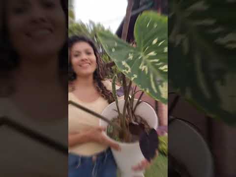 6 Colocasias y una sorpresa